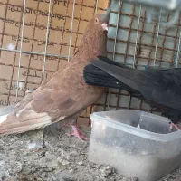 کفتر گرهن|پرنده|قشم, |دیوار