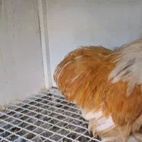 خروس کوشین رنگ لمون|حیوانات مزرعه|اردکان, |دیوار