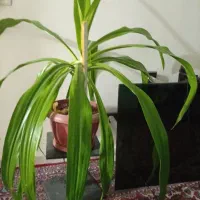 گل ذرتی زیبا8ساله قابل معاوضه