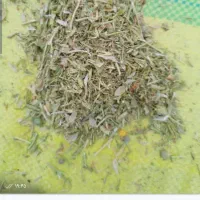 کاه‌عدس‌ سبز|لوازم جانبی حیوانات|رشت, کوی عرفان|دیوار