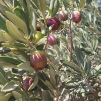 زیتون سیاه درشت و چرب