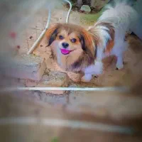 سگ پاکوتاه پیکینیز اصل