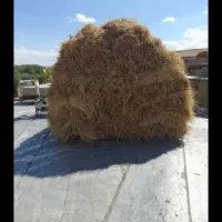 خصیل جو و یونجه