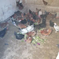 مرغ تخم گذار گلپایگان 9ماه جوان|حیوانات مزرعه|مهدی شهر, |دیوار