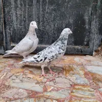 جفت سرور الماسی