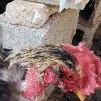 خروس محلی اصل