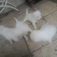 واگذاری توله سگ