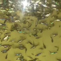 فروش ماهی آکواریوم گوپی