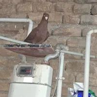 سرخ کاکلی بینظیر