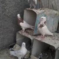 کفتر طوقی کاشونی تهرانی