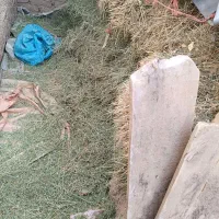 یونجه|عمده‌فروشی|صائین قلعه, |دیوار