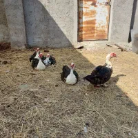 فروش اردک وقوغاز ومرغ