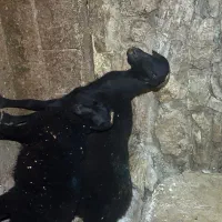 3راس گوسفند دوقلوزا بابره