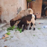 میش و بره  کوار