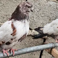 سرخ نوک قنار کله سرخ نوک چفت کله ای کله دم سبز