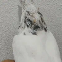 6 تا طوقی  نر خوب  دونه 375|پرنده|شاهین‌شهر, فیض|دیوار