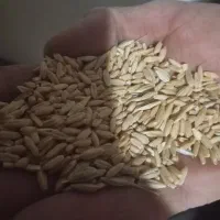 جو دیم|لوازم جانبی حیوانات|اشترینان, |دیوار