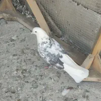 کفتر تهرانی