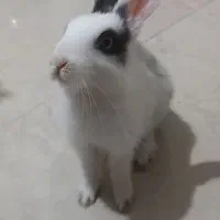 واگذاری خرگوش ۱ ماهه