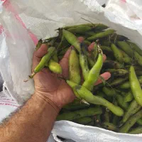 باقله دون درشت پزا