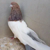 کبوتر طوقی دستی دستی