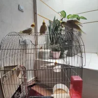 عروس هلندی|پرنده|دهگلان, |دیوار