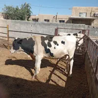 گوساله نر