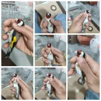 انواع پرنده سره اواز خوان