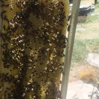زنبور بومی