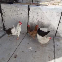 مرغ و خروس کردی
