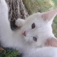 کت وان خوشگل چشم تا به تا نر