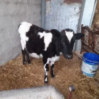 گوساله ماده