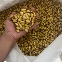 پسته مه ولات|خوردنی و آشامیدنی|مشهد, کوشش|دیوار