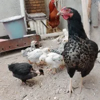 راهنمایی میکنم