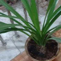 گل پاندونس زیبا