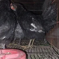 سه عدد جوجه مینیاتوری|حیوانات مزرعه|پارسآباد, |دیوار