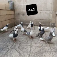 کبوتر( هفت رنگ دمسفید،طوقی،ساده)