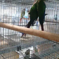 دو عدد گرینچیک یلوساید نرمال ماده