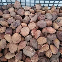 بادام نیمه کاغذی و سنگی|خوردنی و آشامیدنی|ماکو, |دیوار