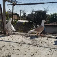 جوجه دوبال کاکلی