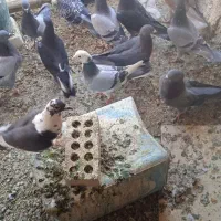 تهرانی دولتهای ۸۰ تومن|پرنده|فلاورجان, |دیوار