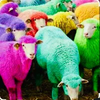 گوسفند فروشی در اسلامشهر