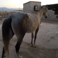 اسب ابستن ترکمن با کره ماده|اسب و تجهیزات اسبسواری|گنبد کاووس, |دیوار