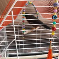 مینا|پرنده|مشهد, سیسآباد|دیوار