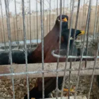 مرغ مینا|پرنده|رشت, علی آباد|دیوار