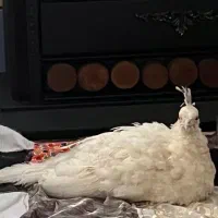 طاووس گمشده