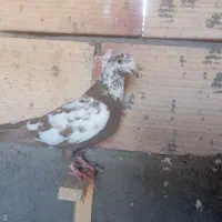 کفتر صید پرشی