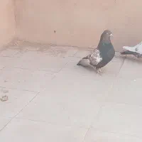 پلنگ و سینه گلی و سینه سیاه