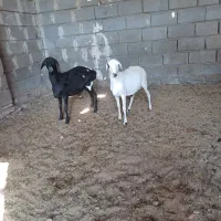 ۵عدد بره نر