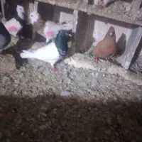 باسلام چندجوفت طوقی کلی شونی